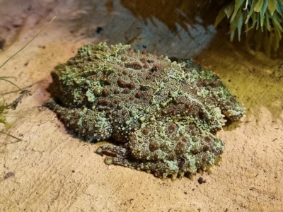 Grenouille lichen - De Zonnegloed - Refuge pour animaux